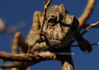 /album/camale%c3%a3o%20-%20ex%20libris%20da%20mata%20de%20vrsa%20e%20monte%20gordo/dsc-6267-copy-jpg/